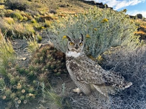Uma coruja-pequena avista o fotógrafo nos prados do vale da Patagônia em Santa Cruz, Argentina. As corujas-pequenas são encontradas no sul da América do Sul e têm chifres característicos, rosto com bordas pretas e abdômen fortemente listrado