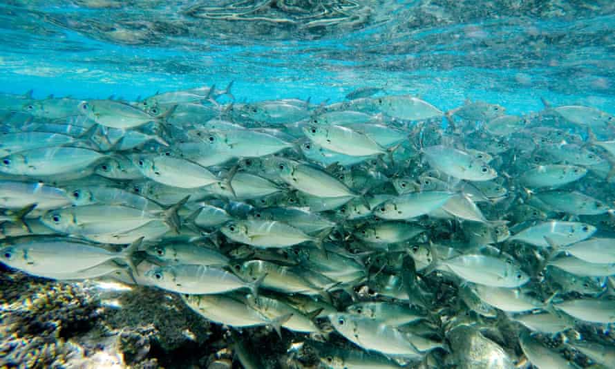 a school of fish above a reef
