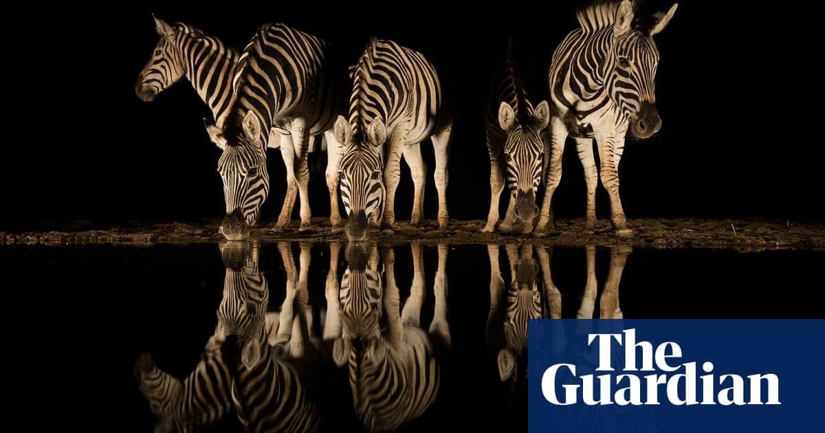 Wildlife photographer of the year people's choice award - in pictures Wildlife photographer of the year people's choice award - in pictures