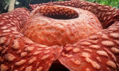 This Rafflesia tuan-mudae, found in Sumatra, is the largest single flower ever discovered.