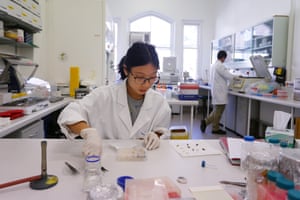 O aluno Patsavee Utaipanon, candidato a doutorado e instrutor de apicultura, é visto trabalhando no BEE Lab na Universidade de Sydney. O BEE Lab pesquisa o comportamento, ecologia e evolução das abelhas combinando trabalho em laboratório e em campo.