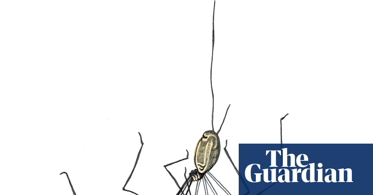 Is there a mummy longlegs and how do cobras get their fangs? The kids’ quiz
