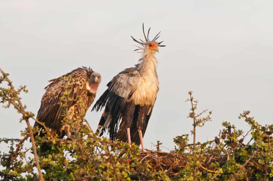 A secretary bird and a Ruppell’s vulture, which endangered and critically endangered respectively.