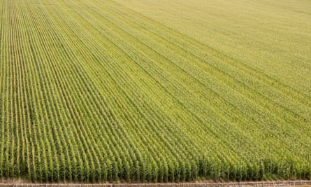 A corn monoculture in Nebraska.