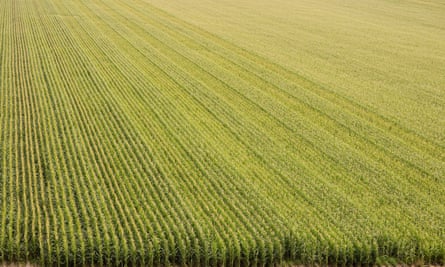 A plush corn field