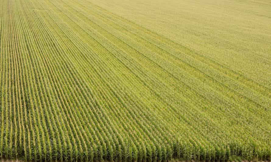 A plush corn field