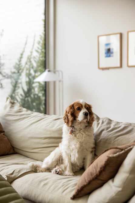 Interior townhouse shot showing a dog on a couch