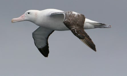 A wandering albatross. The Antarctic and Southern Oceans are teeming with life, yet protection measures are weak as the continent faces increased threats from fishing, tourism and science programs, according to a report by scientists reviewing recent studies.