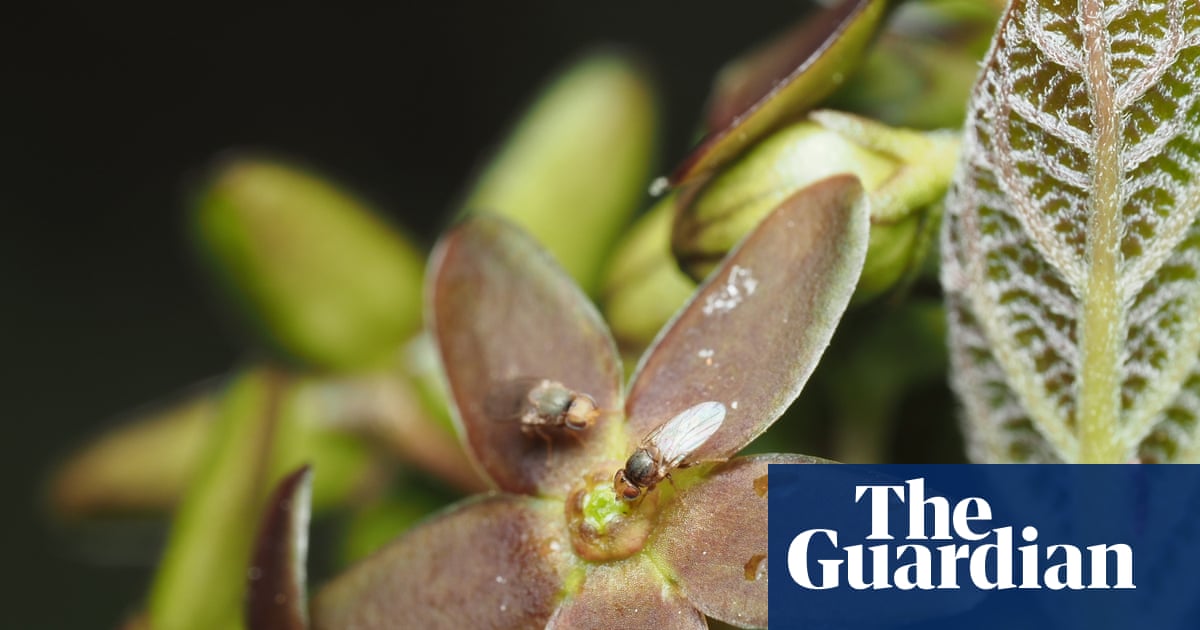 Plant that mimics odour of half-eaten ants to attract pollinators discovered