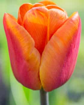 Tulipa ‘Brown Sugar’ .
