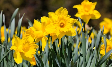 Yellow Tenby daffodils, Narcissus obvallaris.