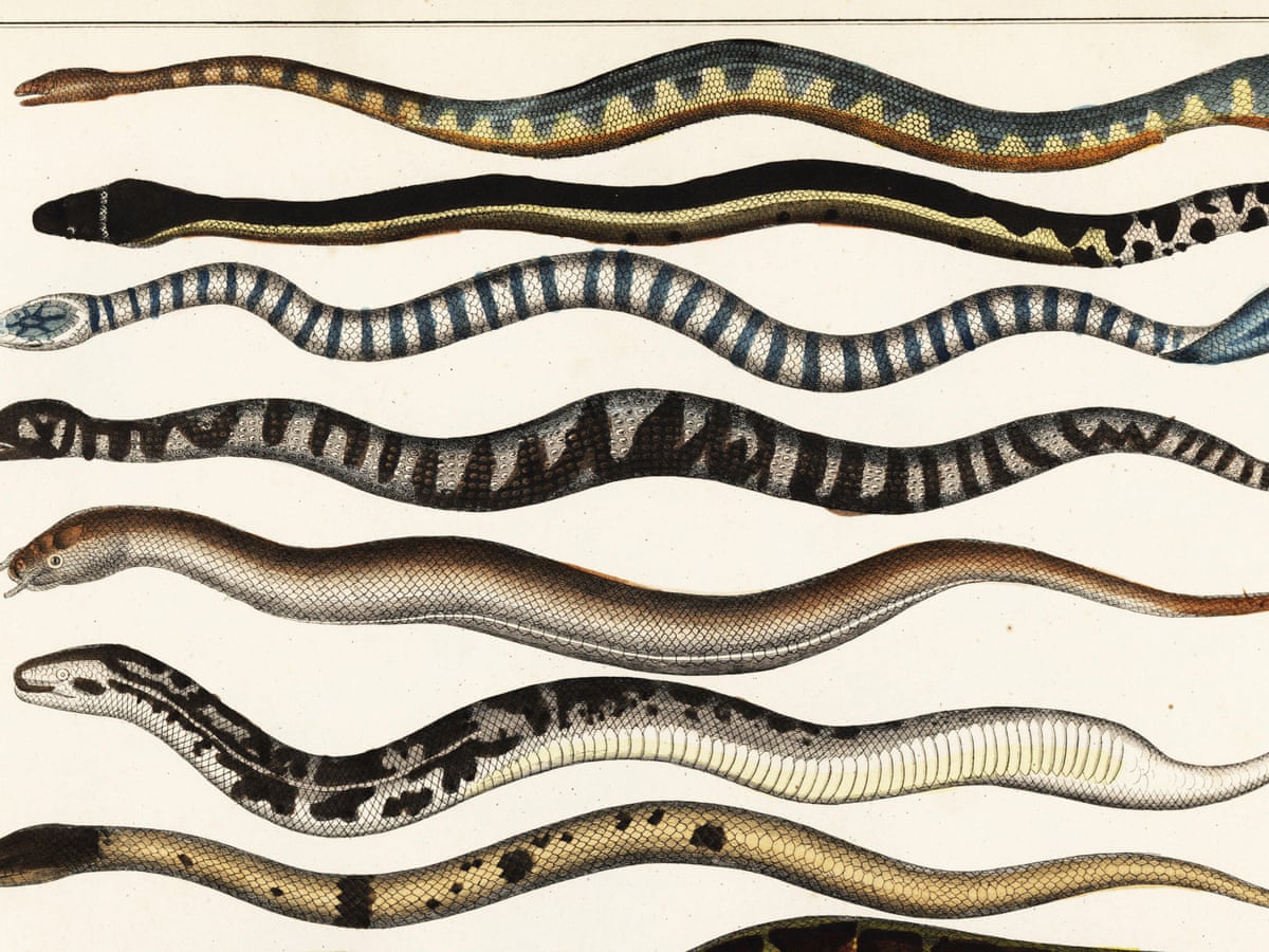 A sea snake: like a nightmare generated by a sleep app, Helen Sullivan