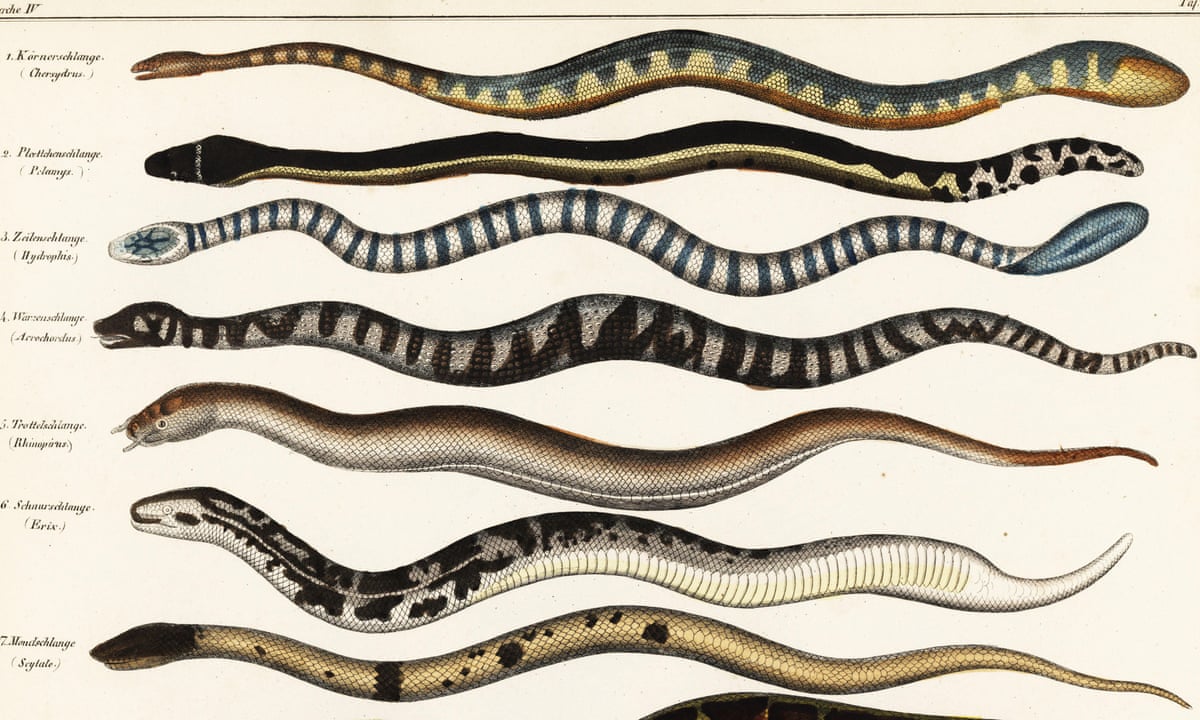 Snake Description Different Types Of Water Snakes
