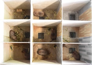 Rats bred in Qinzhou, China, 24 July, 2019