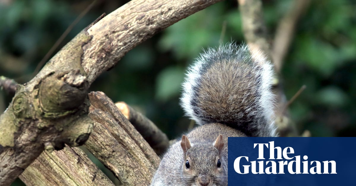 Country diary 1951: Grey squirrels are doing serious damage to the trees