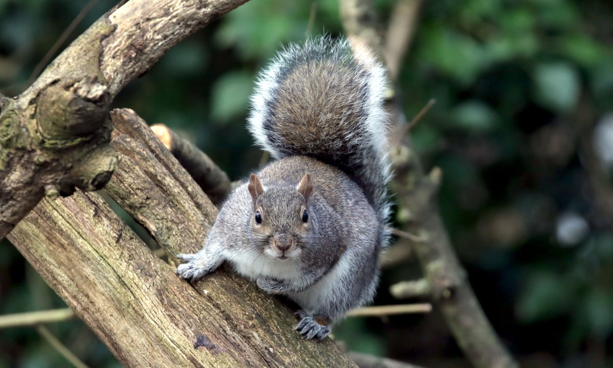 The Guardian view on controlling grey squirrels: a question of balance | Editorial | The Guardian
