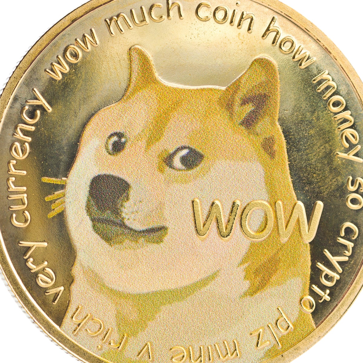 Dog That Inspired Doge Meme Has Leukemia And Liver Disease Owner Says Dogs The Guardian Dog That Inspired Doge Meme Has Leukemia And Liver Disease Owner Says Dogs The Guardian