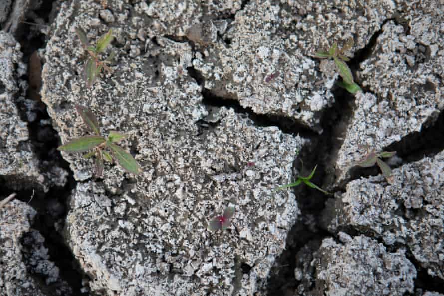 Cracked soil on Murray River Country