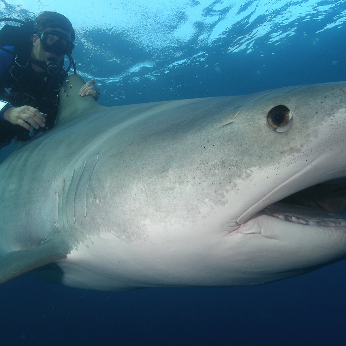 Shark Attacks In Australia Great Barrier Reef Shark Attack 52 OFF shark-attacks-in-australia-great-barrier-reef-shark-attack-52-off