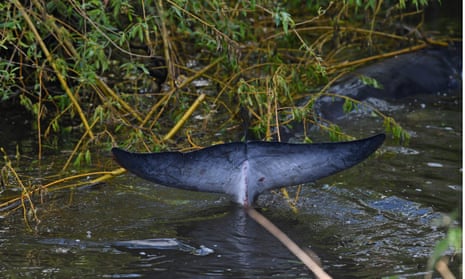 The tail of a juvenile minke whale is seen as it swims near a bridge at Teddington in south-west London.