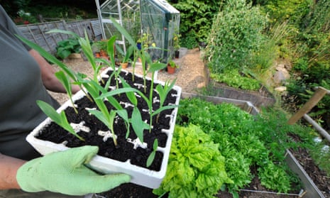 A gardener tends to raised beds full of homegrown organic salad leaves and vegetables, pictured holding baby sweetcorn