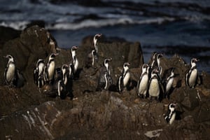 Humboldt penguins are seen at the Punta San Juan National Reserve in the Marcona district, Ica department, southern Peru. Once teeming with birds, the cliffs of Punta San Juan de Marcona, in the arid south of Peru, are now almost deserted. Populations of sea lions and Humboldt penguins have also declined. Their colonies were decimated by avian flu in late 2022, but with the El Niño climate phenomenon driving away fish-rich waters, they have been further weakened