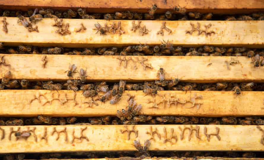 Beekeeper Tony Wilsmore tends to one of his hives which is housed in a backyard in the northern suburbs of Melbourne. Australia