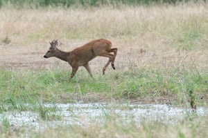 A roe deer runs through a field in search of cover at Eton Wick, Windsor, Berkshire, UK