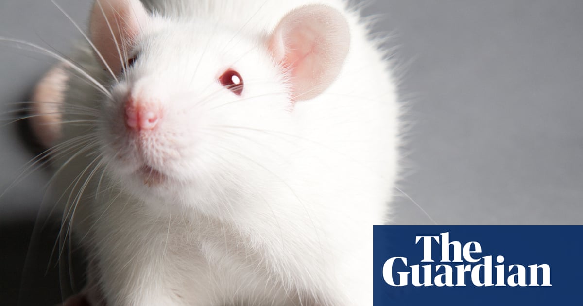 Blobs of human brain planted in rats offer new treatment hope