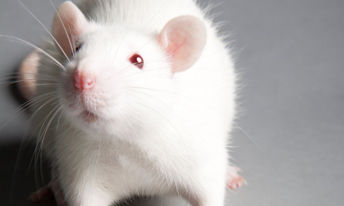 Cute White Rats