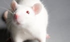 Blobs of human brain planted in rats offer new treatment hope