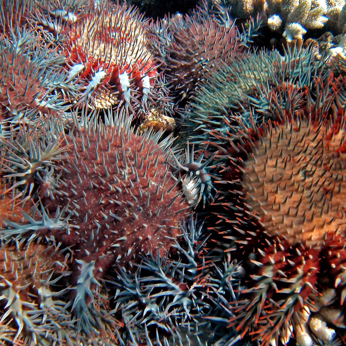 Scientists Sniff Out Way To Lure Reef Killing Crown Of Thorns Starfish To Their Death Great Barrier Reef The Guardian