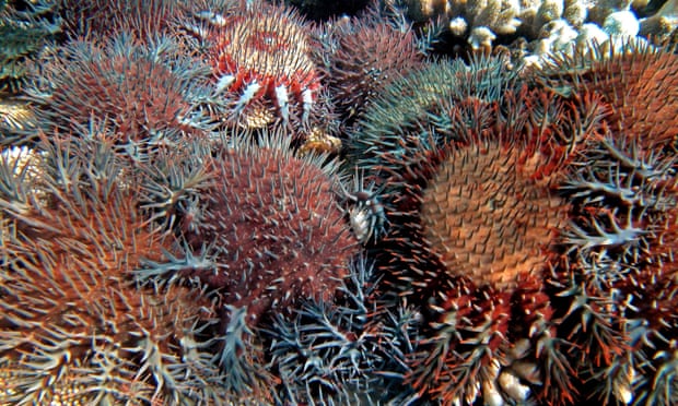 Coral-eating crown-of-thorns starfish feed on Australia’s Great Barrier Reef