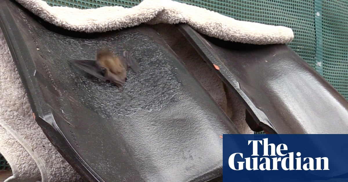 Bat on a non-slip roof: National Trust adapts manor for nocturnal residents