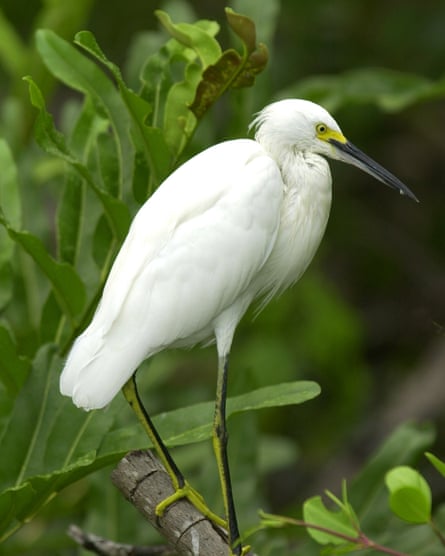 A snowy egret