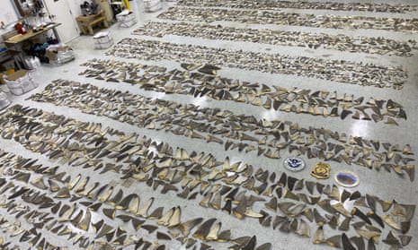 Confiscated shark fins at the port of Miami on 29 January 2020. 