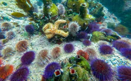 A starfish crawls along a rocky reef among sea urchins