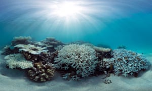 Coral bleaching in the Maldives during May 2016, captured by the XL Catlin Seaview Survey.