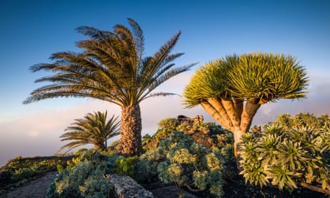 The Canaries’ subtropical vegetation, such as here on El Hierro island, makes it more exotic than mainland Europe.