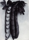 Bean Longpod, c1895-1910 by Charles Jones. © Sean Sexton/ Dulwich Picture Gallery