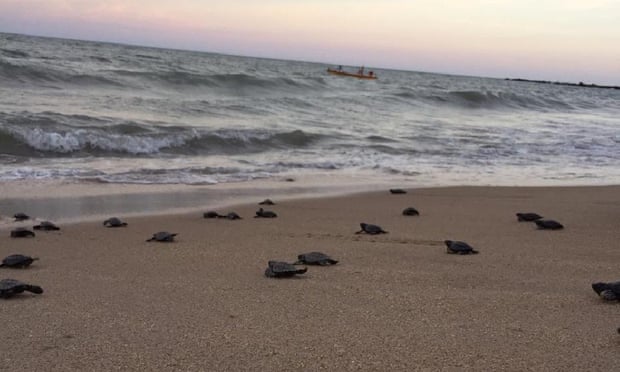 Turtles walk from beach to sea