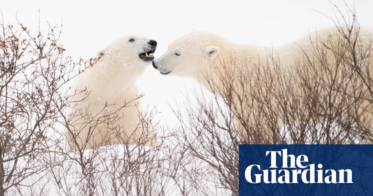 'No easy fix': polar bear capital of the world turns to electric buggies to save the bears | Canada | The Guardian