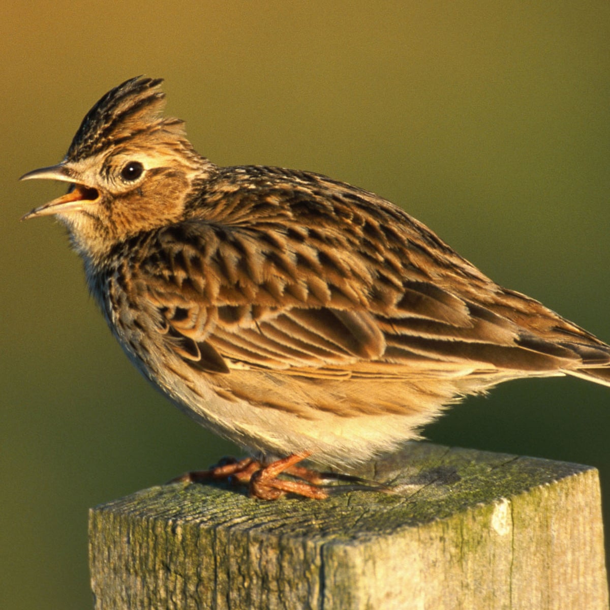 Skylarks Change Their Tune For Frosty Dogfight Birds The Guardian Skylarks Change Their Tune For Frosty Dogfight Birds The Guardian