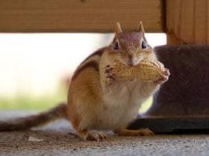'Chippy' the chipmunks, seen in Ontario, Canada