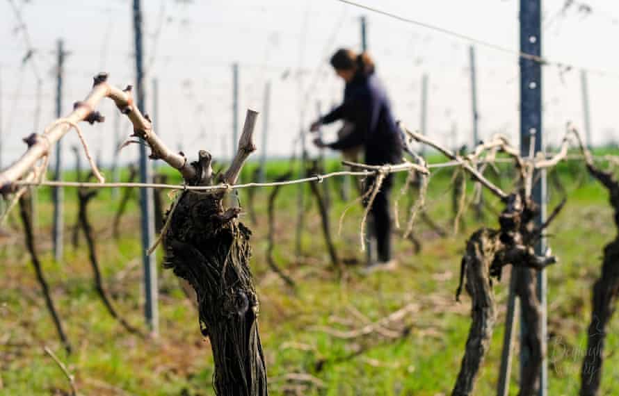 Бейкушский винзавод в Украине