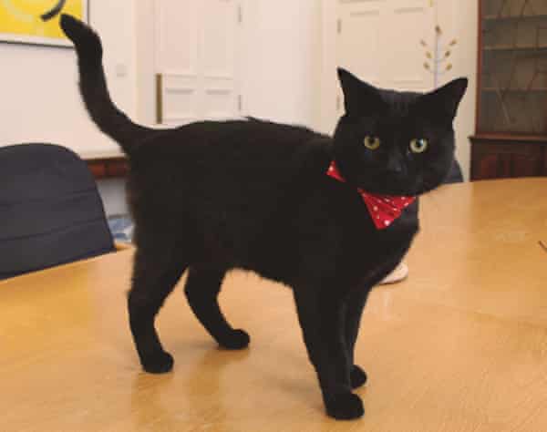 Prime Ministers May Come And Go But I Ll Always Be Top Dog At No 10 Larry The Cat Opinion The Guardian