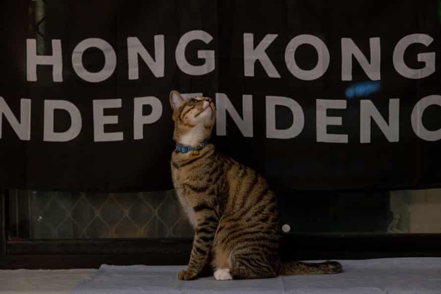 Kenneth Ip and Natalie Wong’s cat in their home.