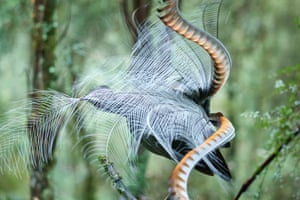 A lyrebird is seen displaying its intricate white tail feathers back over its head while it perches on a thin branch in a forest