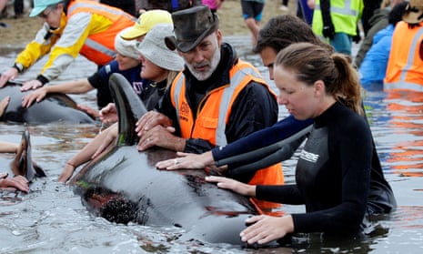 Volunteers look after a pod of stranded pilot whales as they prepare to refloat them after one of the country’s largest recorded mass whale strandings.
