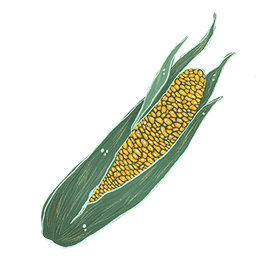 An illustration of a single ear of corn